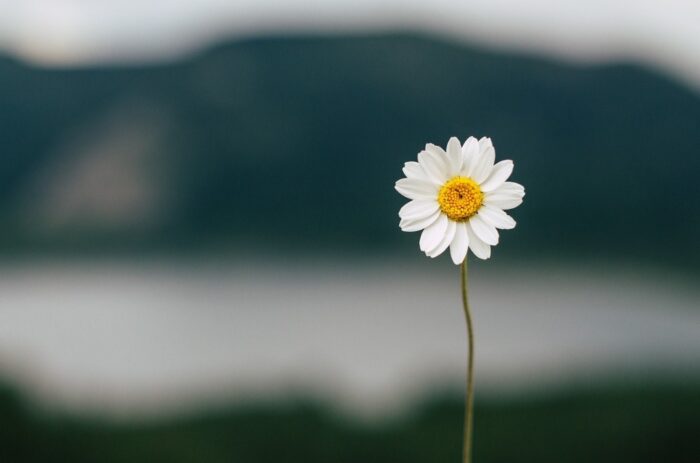 “La última flor”, cuento completo de James Thurber