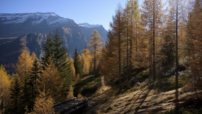 “El bosque de cuentos” historia popular suiza