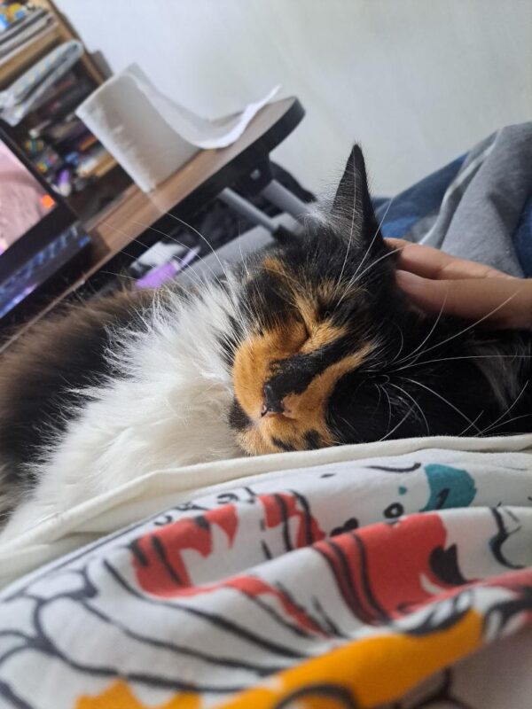 "Lulú" uno de los gatitos que inspiró esta obra